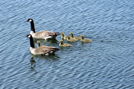 geese2014_IMG_3411x.jpg